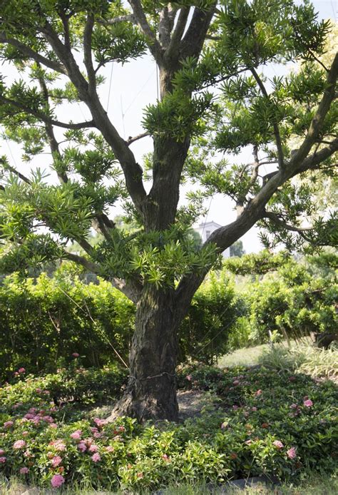 羅漢松種植方法|如何種植羅漢松？六大羅漢松種類、價錢，種植方法、造型修剪